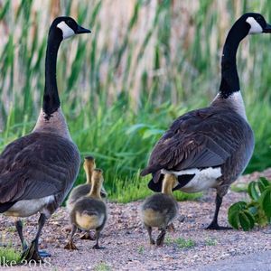 Meet your Posher, Jess